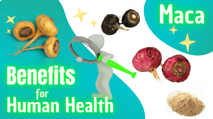 benefits of maca for human health