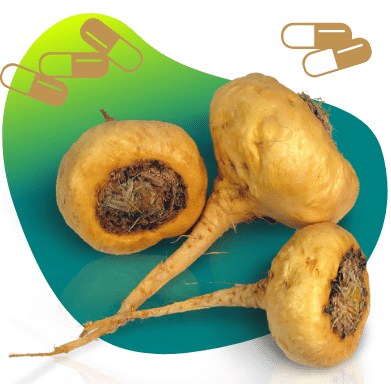 peruvian maca root health benefits